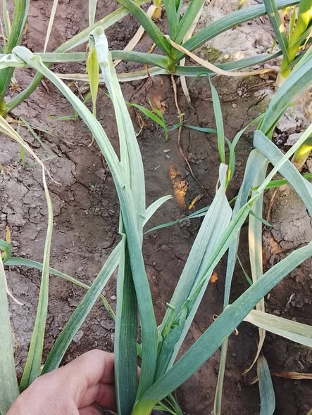 ايه المرض والعلاج